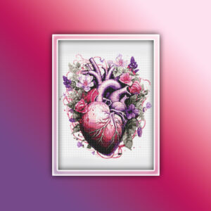Anatomy Heart 1