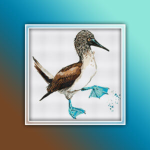 Blue Footed Booby 1