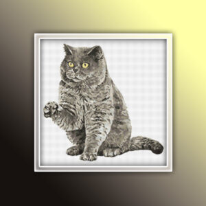 British Shorthair Cat