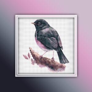Black Robin 1