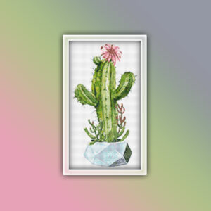 Cacti Succulents