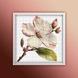 Cherry Blossom Flower 3