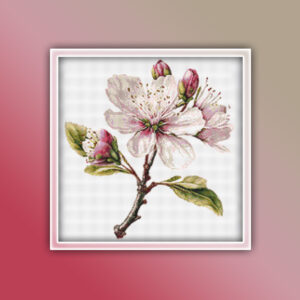Cherry Blossom Flower 4