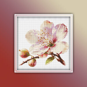 Cherry Blossom Flower 1