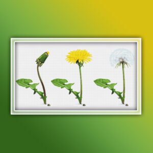 Dandelions