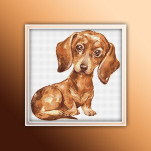 Dachshund 14
