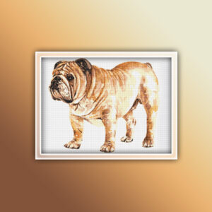English Bulldog 6