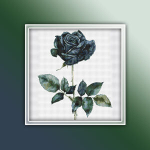Blue Rose 1