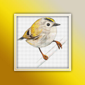 Goldcrest Bird