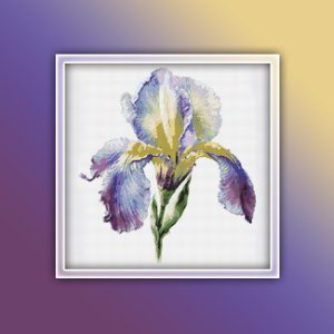 Iris Flower 3