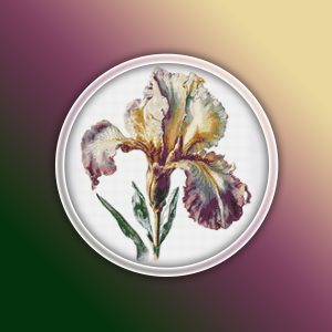 Iris Flower 1