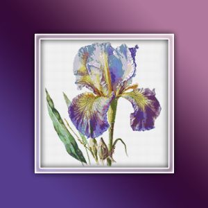 Iris Flower 2